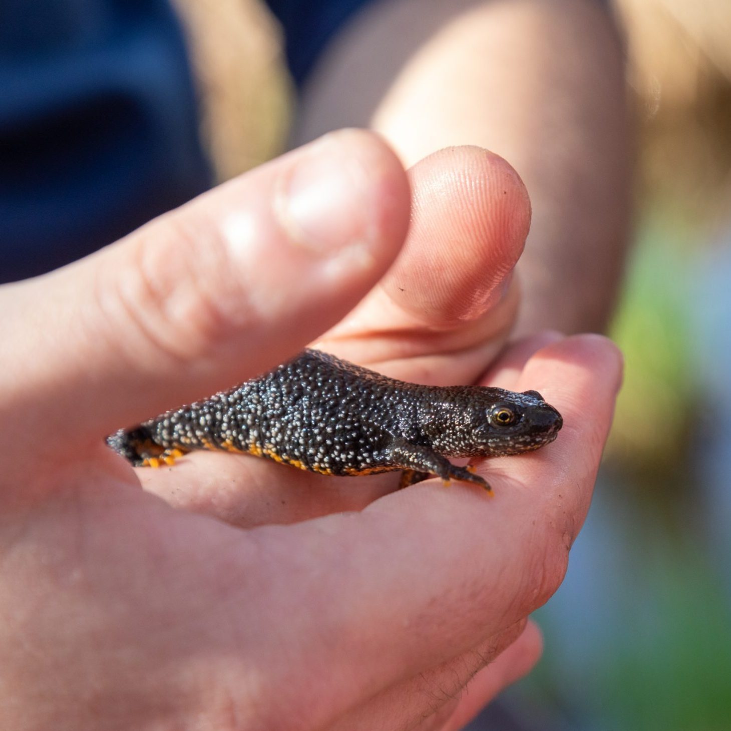 ABC - Amphibiens