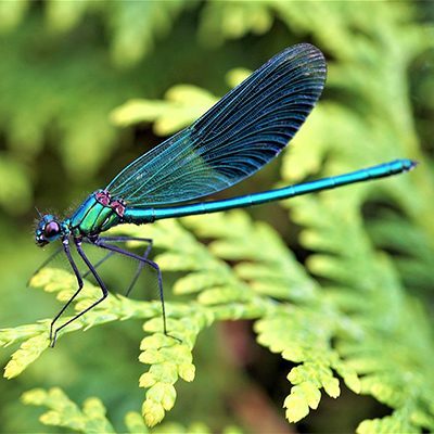 ABC Libellule - Insectes