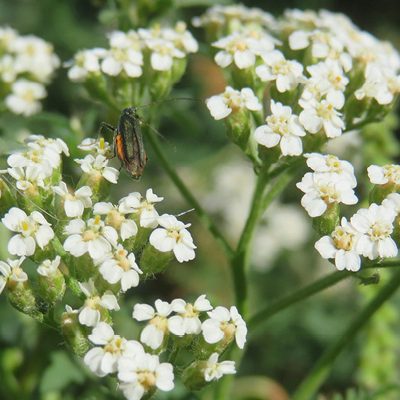 cropped-PlantesMedicinalesPrieure12.jpg