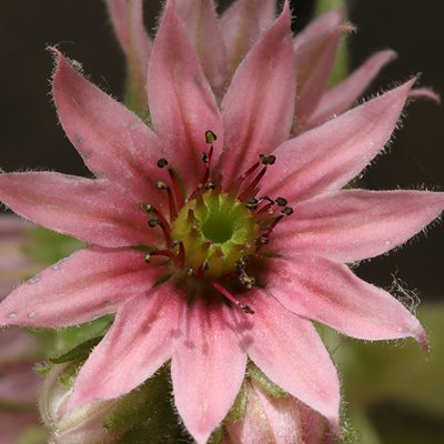 cropped-PlantesMedicinalesPrieure14.jpg