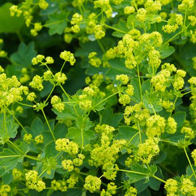 cropped-PlantesMedicinalesPrieure15.jpg