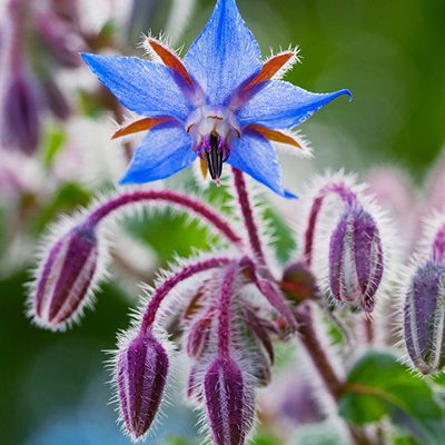 cropped-PlantesMedicinalesPrieure16.jpg