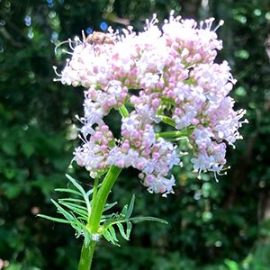 cropped-PlantesMedicinalesPrieure17.jpg