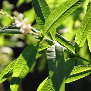 cropped-PlantesMedicinalesPrieure18.jpg
