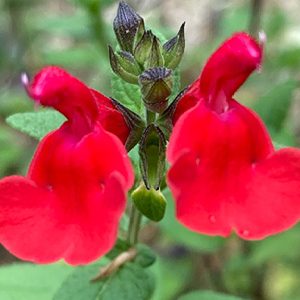 cropped-PlantesMedicinalesPrieure19.jpg