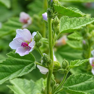 cropped-PlantesMedicinalesPrieure4.jpg