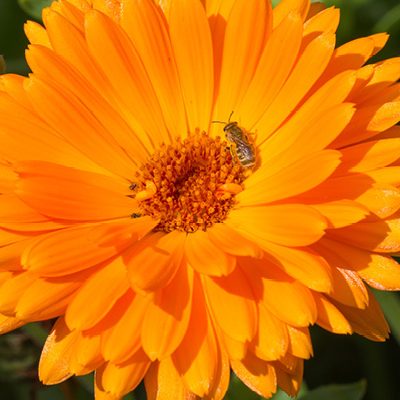 cropped-PlantesMedicinalesPrieure5.jpg