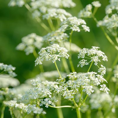 cropped-PlantesMedicinalesPrieure7.jpg