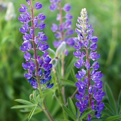 cropped-PlantesMedicinalesPrieure9.jpg